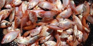 5 Tips Jitu Budidaya Ikan nila untuk Pemula